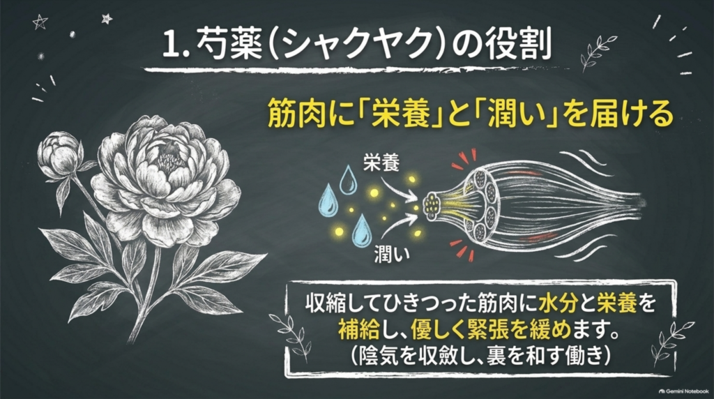 芍薬が筋肉に栄養と潤いを届ける働き