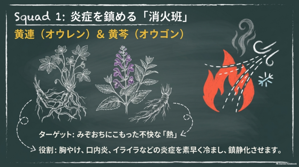 炎症を鎮める消火班、黄連と黄芩
