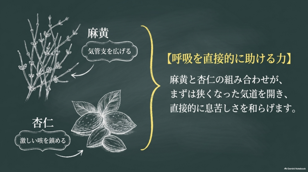 麻黄と杏仁の組み合わせで気道を開き息苦しさを和らげる