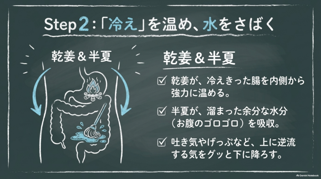 Step2：「冷え」を温め、水をさばく乾姜と半夏