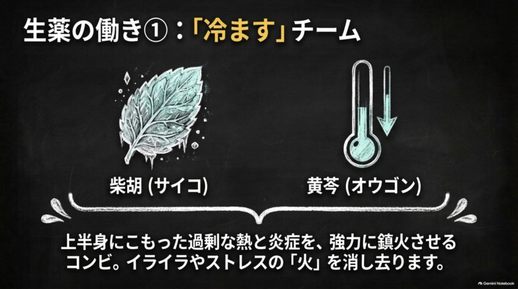 生薬の働き①冷ますチーム：柴胡と黄芩が上半身にこもった過剰な熱と炎症を鎮める