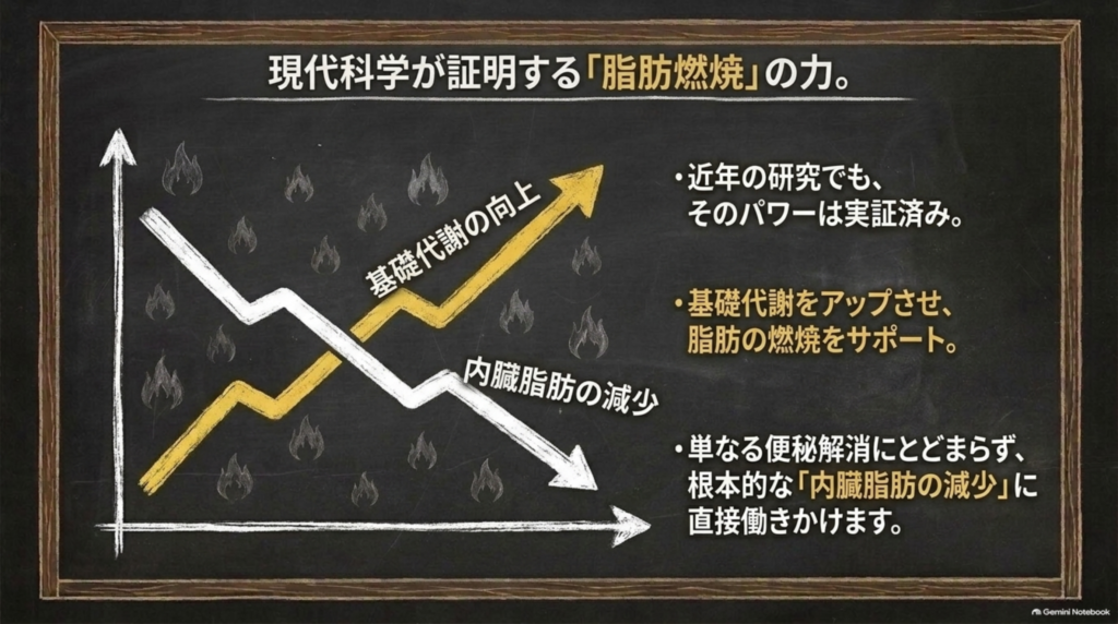 基礎代謝のアップや内臓脂肪への働きも研究で報告されている