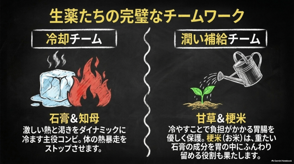 冷却チームの石膏・知母が激しい熱と渇きを冷まし、潤い補給チームの甘草・粳米が冷えから胃腸を守る