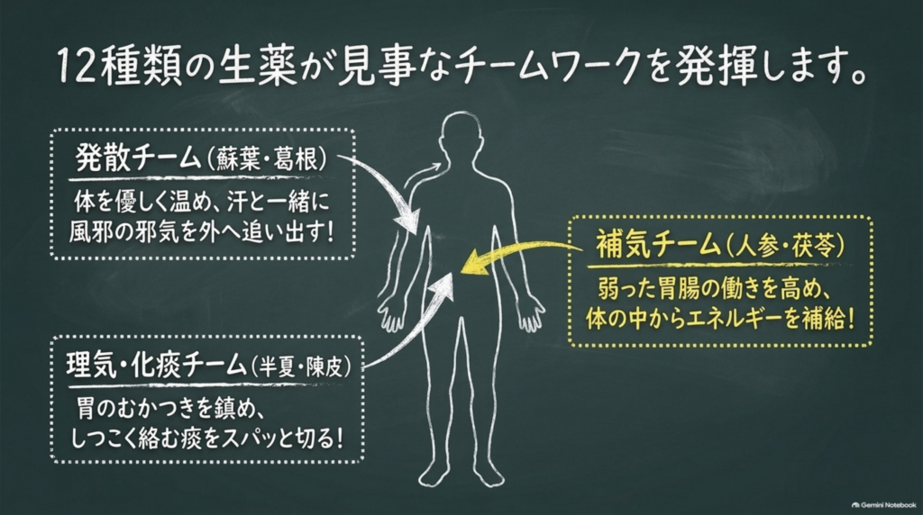 12種類の生薬が見事なチームワークを発揮:発散チーム(蘇葉・葛根)、補気チーム(人参・茯苓)、理気・化痰チーム(半夏・陳皮)