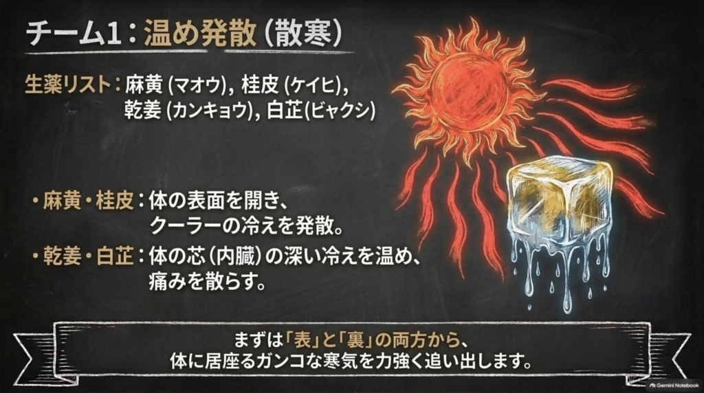 チーム1:温め発散。麻黄・桂皮が体の表面を開き、乾姜・白芷が体の芯の深い冷えを温める