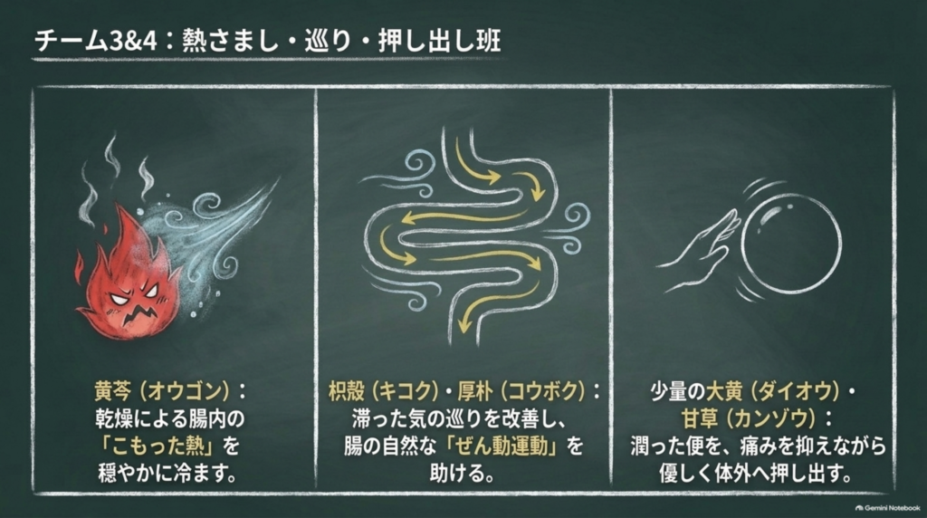 チーム3＆4：黄芩が乾燥でこもった熱を冷まし、枳殻・厚朴が気の巡りと腸の動きを助け、少量の大黄・甘草が便を優しく押し出す